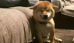 狗魅在线观看,探寻神秘犬灵的奇幻之旅