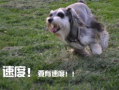 狗魅在线观看,探寻神秘犬灵的奇幻之旅