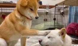 狗魅在线观看,探寻神秘犬灵的奇幻之旅