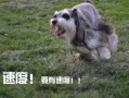 狗魅在线观看,探寻神秘犬灵的奇幻之旅