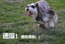 狗魅在线观看,探寻神秘犬灵的奇幻之旅