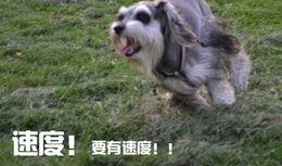 狗魅在线观看,探寻神秘犬灵的奇幻之旅