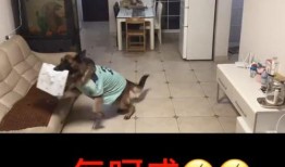 网红糯米爆料视频播放,揭秘网红视频播放背后的秘密